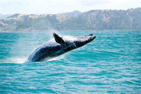 kaikoura whale watching best time.